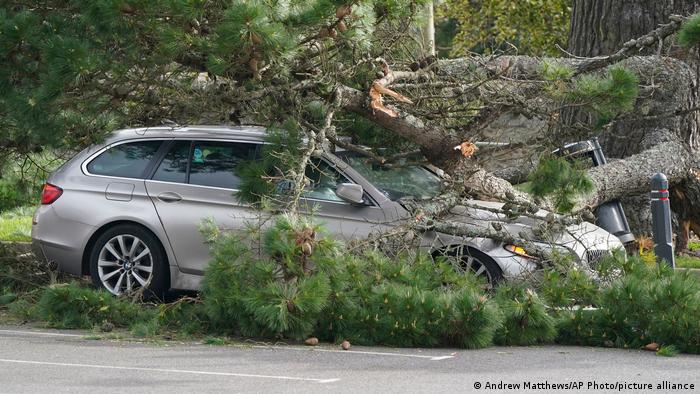 Umgestürzter Baum auf einem Auto
