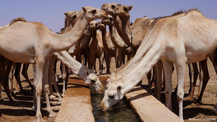 A herd of camels drink out of a trough