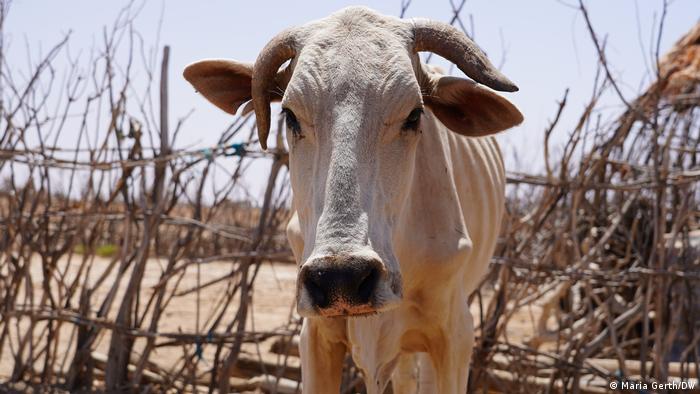 Äthiopien Somali Region | Dürre, Trockenheit | Kuh
