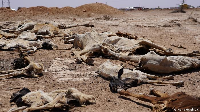 Äthiopien Somali Region | Dürre, Trockenheit | tote Tiere