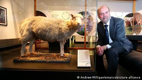 The cloned sheep Dolly in a museum