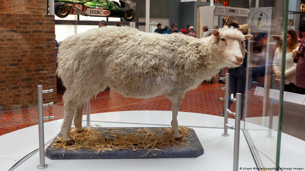 25 years of Dolly: What`s become of the world`s first cloned sheep? |  Science | In-depth reporting on science and technology | DW | 21.02.2022