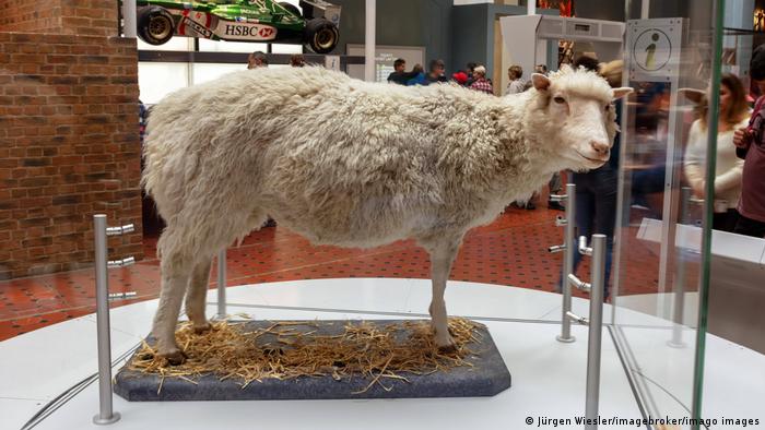 Dolly the sheep at the Royal Museum