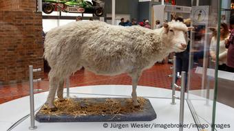 Dolly the sheep at the Royal Museum