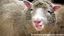ARCHIV - Das Klonschaf Dolly zeigt im Roslin-Institut bei Edinburgh seine Zähne (Archivfoto vom 4.1.2002). Seit mehr als 20 Jahren werden genetisch gleiche Säugetiere nach der «Dolly»-Methode geklont. Dabei wird Erbgut eines ausgewachsenen Spendertiers in eine entkernte Eizelle übertragen und diese einer Leihmutter eingesetzt. (zu dpa «Ein Zoo der Klontiere: Schaf, Katze, Hund und Pferd» vom 24.01.2018) Foto: Curtis/epa/dpa +++ dpa-Bildfunk +++