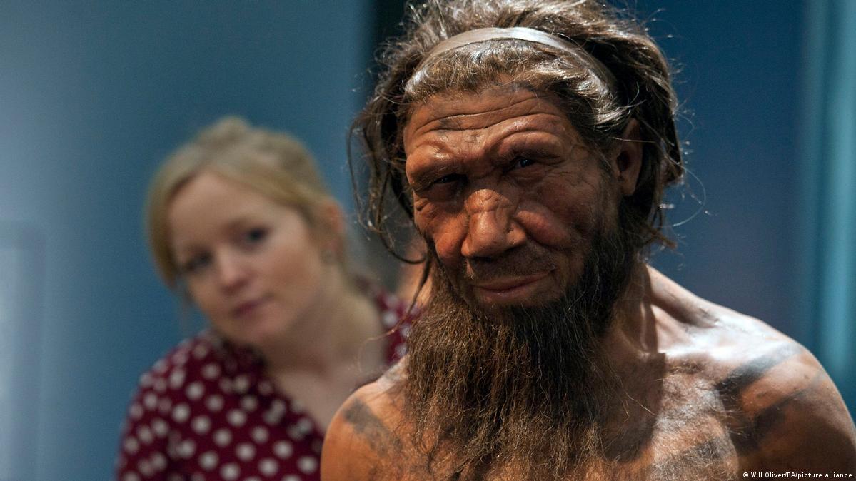  A Neanderthal man is being reconstructed by scientists in Poland.