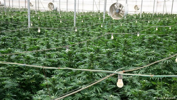 A cannabis plantation in Uganda