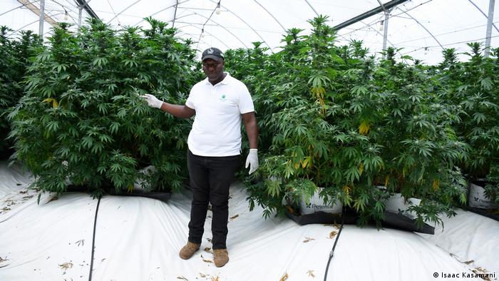 Benjamin Cadet stands in the greenhouse in front of his cannabis plants