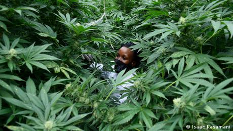 A woman works in a cannabis plantation in Uganda