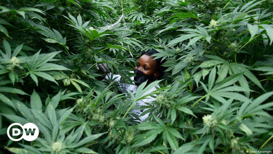 Afrika bereitet sich auf den legalen Cannabis-Ansturm vor