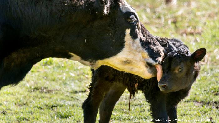 Германски фермери продават млади телетата за около 50 евро. Те