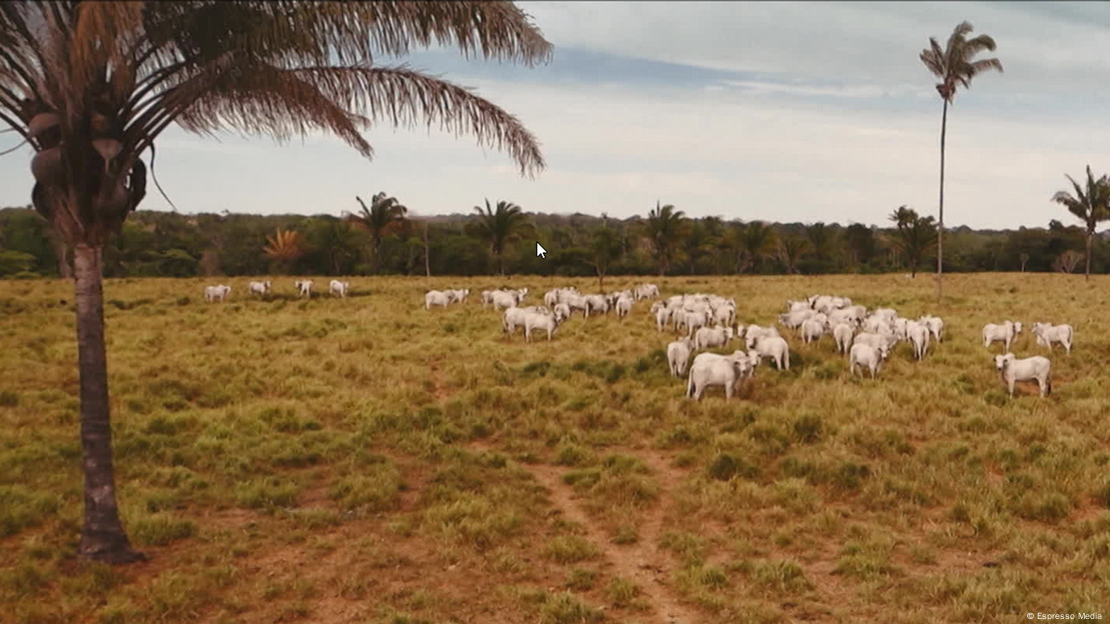 Bois em pasto, com mata ao fundo