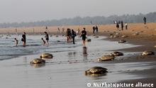 Olive Ridley turtles look at the Rushikulya river mouth beach on Bay of Bengal SeaÄôs eastern coast as they nest their eggs in mass nesting season 140 km away from the eastern Indian state OdishaÄôs capital city Bhubaneswar on 28 February, 2018. Olive Ridley turtles ashore to the beach and digging sands to make their nest to laying eggs and return back to the Sea in every year just before summer begins. (Photo by STR/NurPhoto)