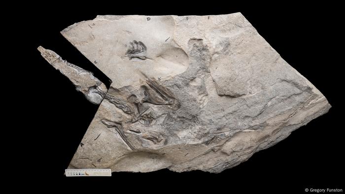 Le plus grand ptérosaure du Jurassique jamais enregistré a été découvert en Écosse (vidéo) By Jack35  60903263_401