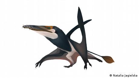 Illustration of a pterodactyl