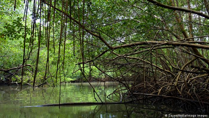 Guadeloupe Mangrovenwälder