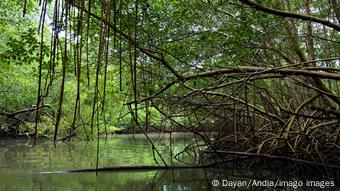 Guadeloupe Mangrovenwälder