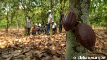 Copyright DW/Clelia.Benard
A school field in a cocoa field to learn how to use the applications. 