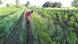 Indien Landwirtschaft Affen-Schreck Indien Landwirtschaft Affen-Schreck