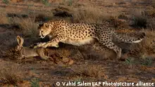 In this Monday, May 26, 2014 photo, 7-year-old male Asiatic Cheetah, named 'Koushki,' hunts a rabbit at the Miandasht Wildlife Refuge in Jajarm, northeastern Iran. Iran is conducting a campaign to rescue the Asiatic Cheetah which has disappeared across south and central asia except fewer than 100 remaining in Iran. (AP Photo/Vahid Salemi) 