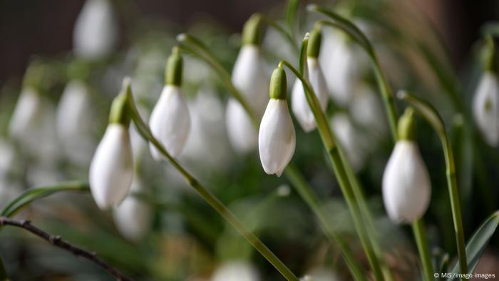 BdTD Deutschland | Schneeglöckchen als Frühlingsbote