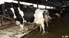 Usar relâmpagos para reduzir o metano produzido pela vaca