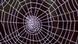 A spider web A spider web
