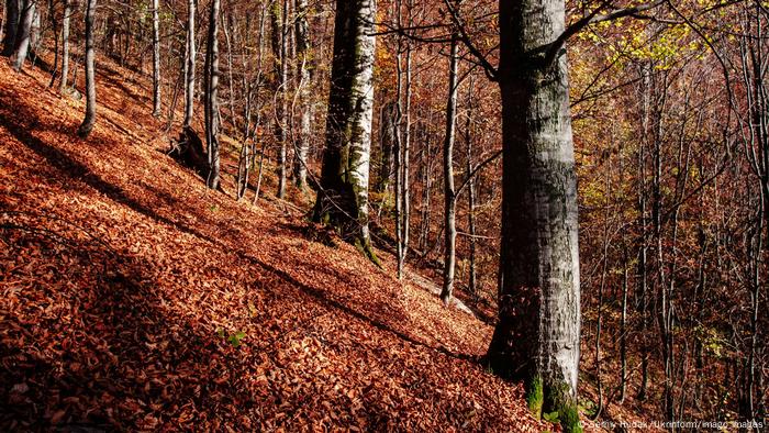 Beech trees in fall with their orange leaves on the ground in the Uholka-Shyroki Luh forest