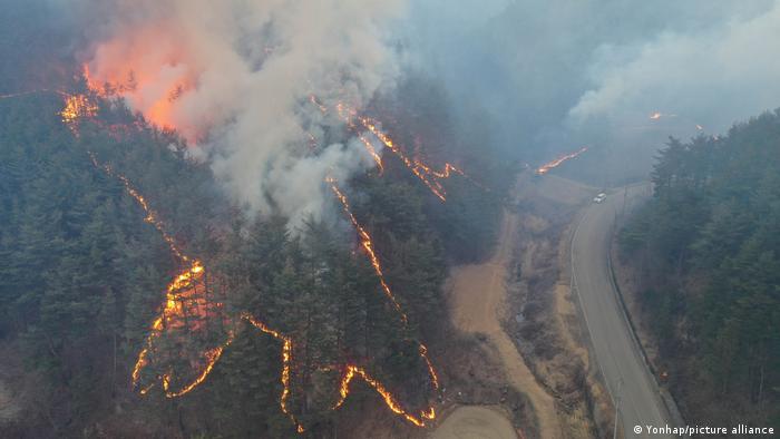 숲에서 불타는 불의 항공 사진