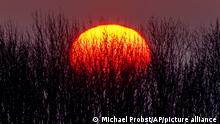 The sun rises behind trees of a small forest in Frankfurt, Germany, early Friday, March 4, 2022. (AP Photo/Michael Probst)