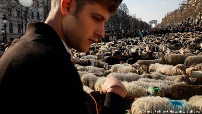 BdTD | Frankreich Paris | Schafe auf dem Champs-Elysees