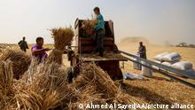 16.04.2018
FAIYUM, EGYPT - APRIL 16 : Farmers harvest wheat in Faiyum, Egypt on April 16, 2018. Farmers harvest wheat in a traditional way with reaping hooks. Spicas are bundled after being mowed, then placed into a threshing machine, also known as haymaker, where they are separated as wheat and straws. Ahmed Al Sayed / Anadolu Agency