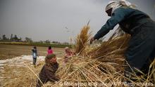 01.05.2019
Egyptian farmers harvest wheat in Saqiyat al-Manqadi village in the northern Nile Delta province of Menoufia in Egypt, on May 1, 2019. (Photo by Mohamed el-Shahed / AFP) (Photo credit should read MOHAMED EL-SHAHED/AFP via Getty Images)