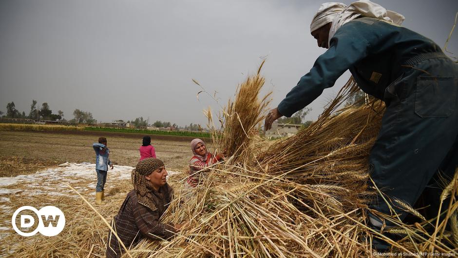 Corona, Klimawandel, Ukrainekrieg: Weizen wird immer wertvoller