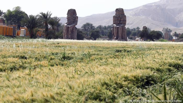 حقول مزروعة قمحا في الأقصر المصرية وفي الخلف يظهر تمثالا ممنون. (أبريل/ نيسان 2021)