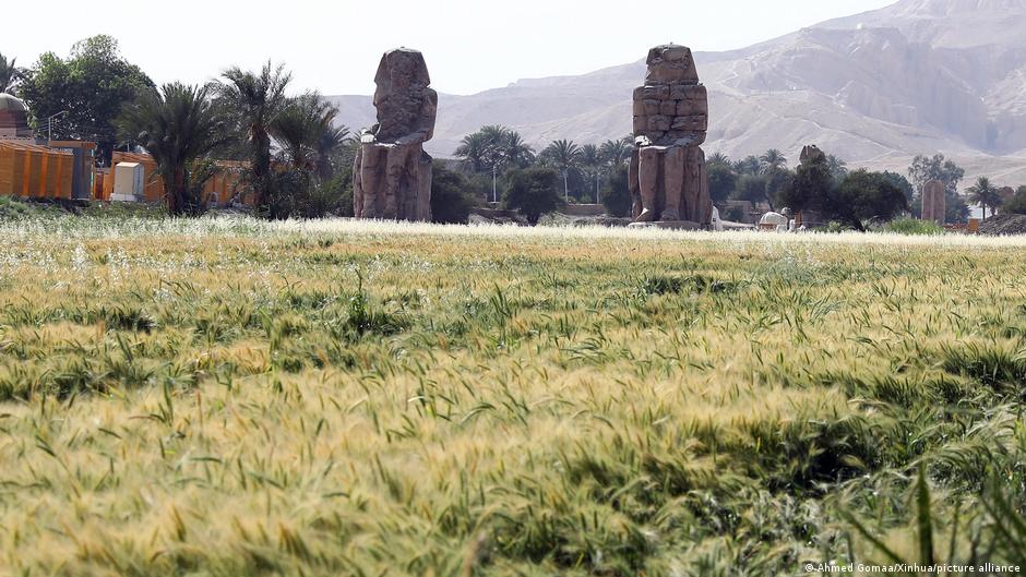 تحليل: أمن مصر الغذائي يحتاج إلى سياسة زراعية جديدة | DW | 08.03.2022 تحليل: أمن مصر الغذائي يحتاج إلى سياسة زراعية جديدة | DW | 08.03.2022