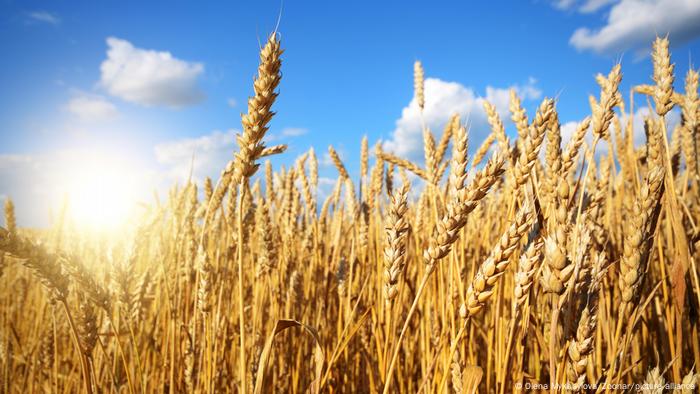 На световния пазар цените на пшеницата растат. Износът от Украйна,