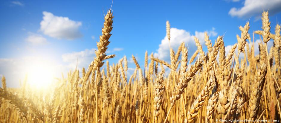 Se planos derem certo, o Brasil deve passar de importador a exportador importante de trigo, avalia representante do setor