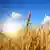 صورة رمزية لزراعة القمح في أوكرانيا