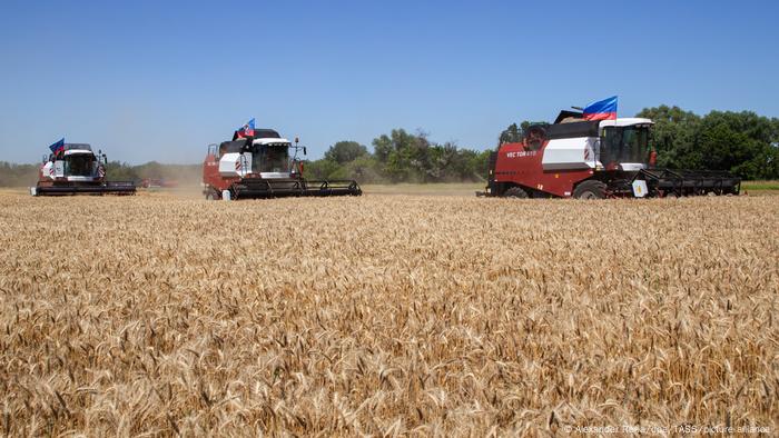 Cultivo de trigo en Yubileiny, Ucrania