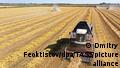 Wheat harvest in Russia