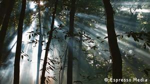 Dokus KW 11 Brasilien Kampf um den Regenwald