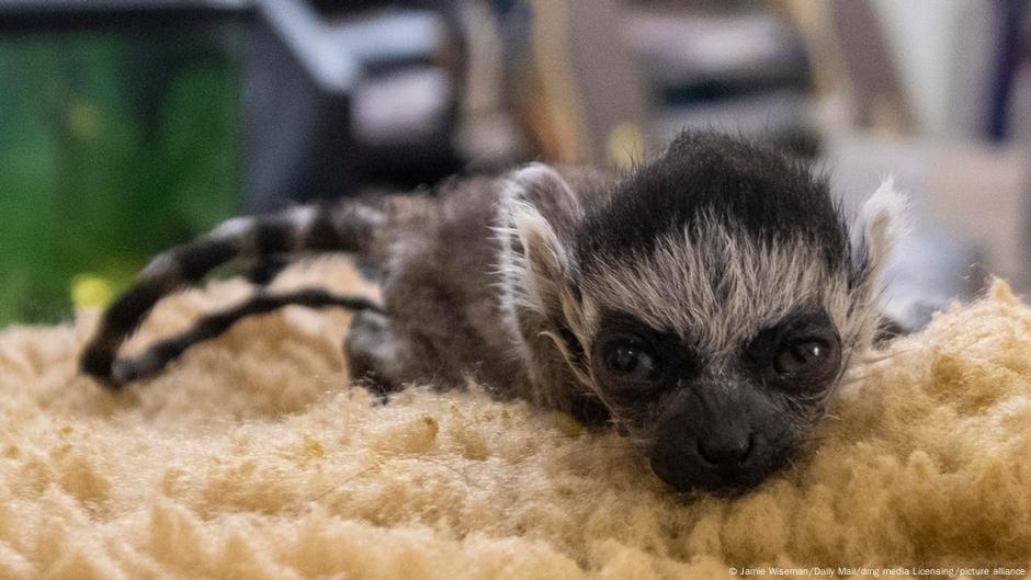 A baby lemur in the Kyiv Zoo