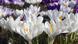 BdTD Deutschland | Krokusse als Frühlingsboten BdTD Deutschland | Krokusse als Frühlingsboten