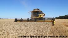 DONETSK REGION, UKRAINE - JULY 10, 2020: Agricultural machinery harvest winter wheat in a field of the Zarya-Agro state-owned farming enterprise near the village of Krasnoarmiyske, Novoazovsky District. Valentin Sprinchak/TASS