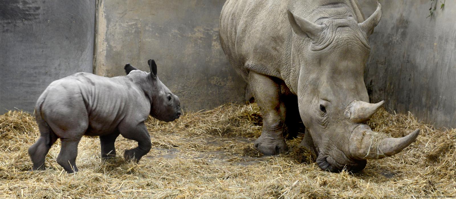 White rhino named 'Queenie' after Elizabeth II – DW – 03/12/2022 White rhino named 'Queenie' after Elizabeth II – DW – 03/12/2022