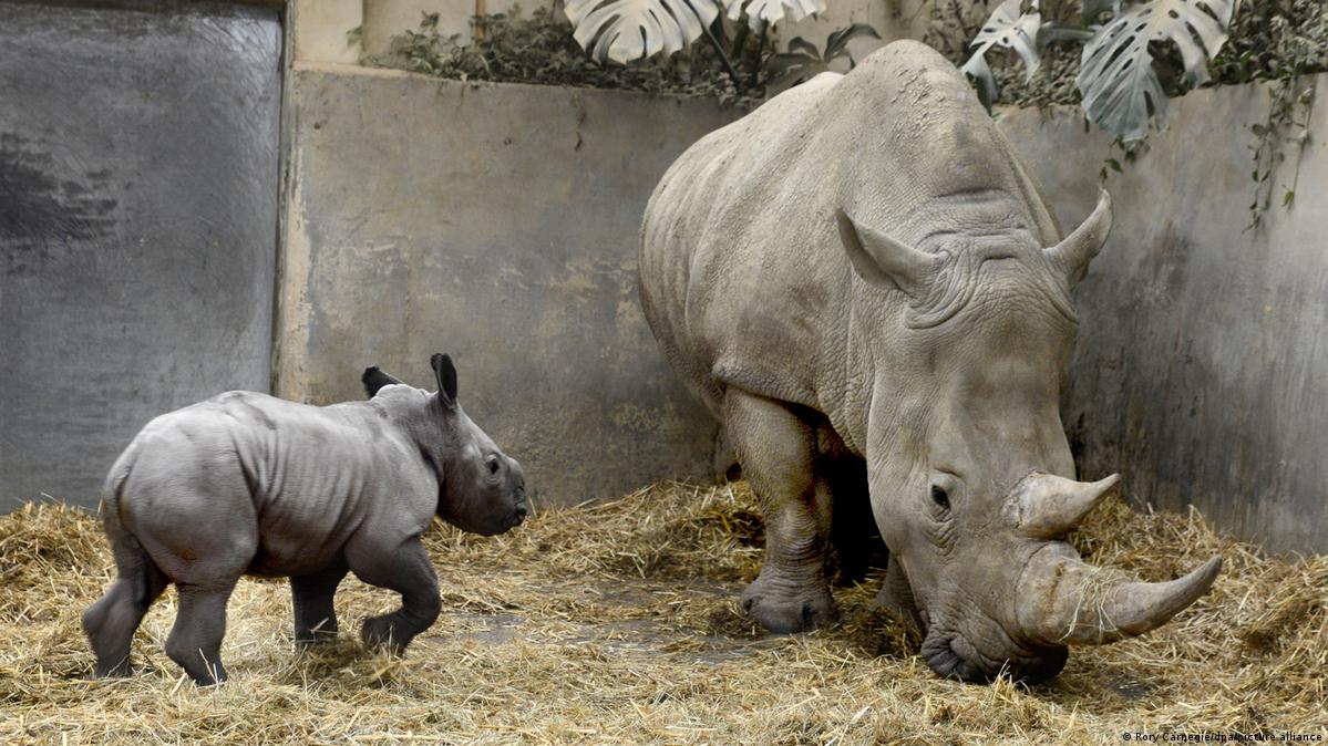 White rhino named 'Queenie' after Elizabeth II