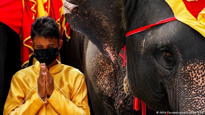 कोरोना महामारी शुरू होने से पहले हर साल थाईलैंड के कई शहरों में हाथी दिवस मनाया जाता था. दो साल तक कोरोना को लेकर पाबंदियों के कारण इसका आयोजन नहीं हो पाया. 13 मार्च को फिर से हाथी दिवस मनाया गया.