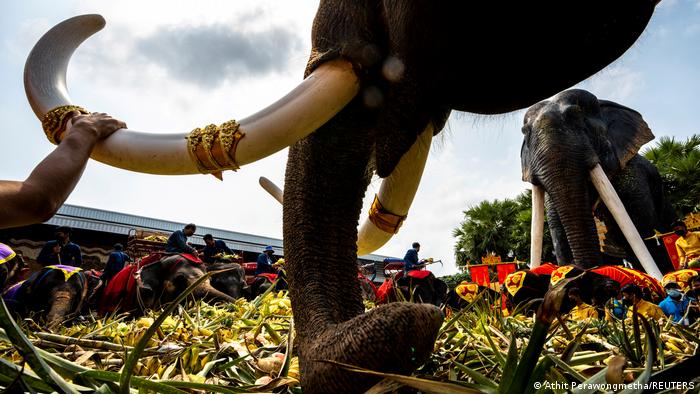 पशु अधिकार कार्यकर्ता लंबे समय से थाईलैंड में विभिन्न स्तरों पर हाथियों के इस्तेमाल के खिलाफ आवाज उठाते रहे हैं. उनकी मांग ​​है कि सर्कस समेत विभिन्न गतिविधियों में हाथियों का इस्तेमाल बंद कर देना चाहिए.