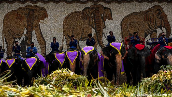 हाथियों को देखने के लिए स्थानीय लोग पहुंचे और हाथियों ने भी दावत का खूब मजा लिया. हाथी थाईलैंड के लिए राष्ट्रीय गौरव और सांस्कृतिक पहचान का स्रोत हैं. हाथियों का इस्तेमाल श्रम, परिवहन और पर्यटन के लिए होता आया है.